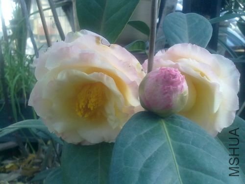 20110227017.jpg