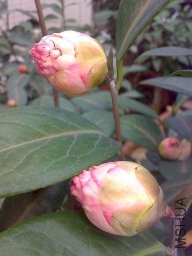 20110221691.jpg