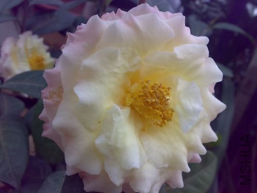 20110311711.jpg