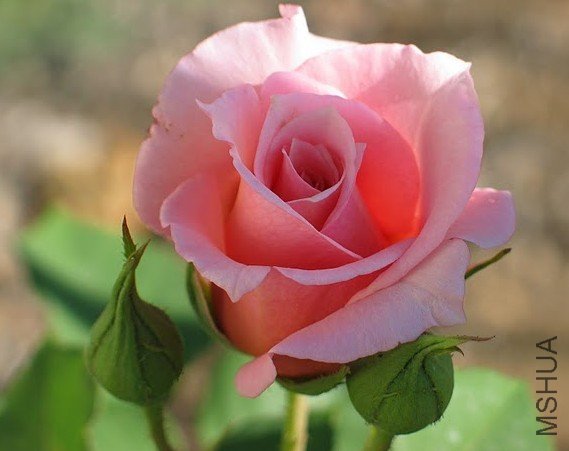 Trianqali rose 2.jpg