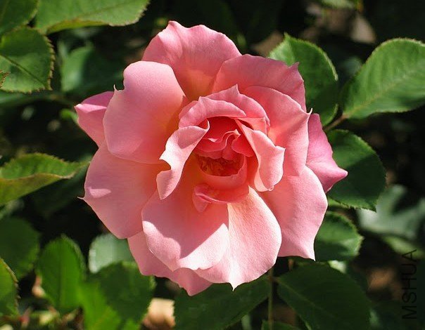 Trianqali rose.jpg