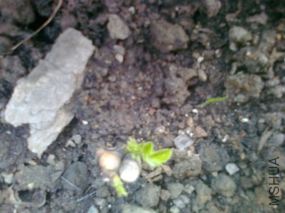 ��Ƭ 008.jpg
