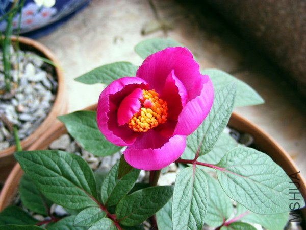 marjoca peony1.JPG