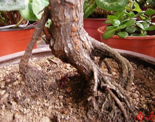 DSCN1070.jpg