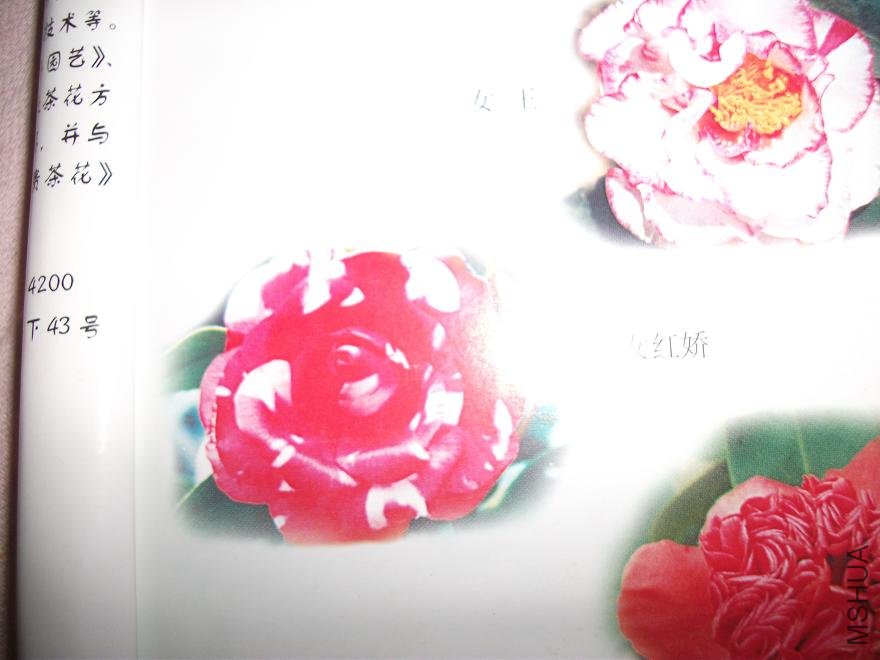 DSCF0890.JPG