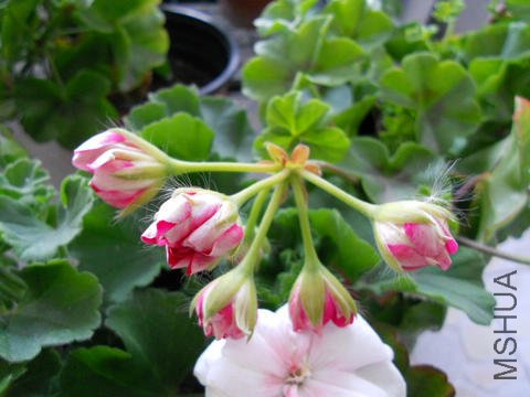 ���� 093.jpg