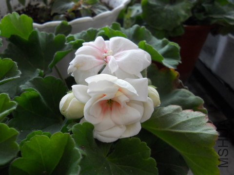 ���� 092.jpg