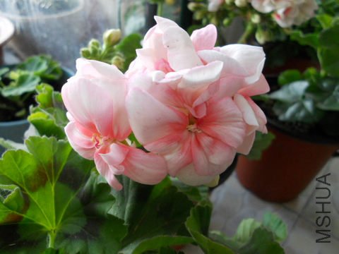 ���� 091.jpg