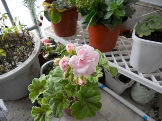 ���� 107.jpg