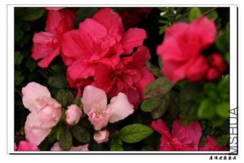 �ž飬����û�չ˺ã�Ҷ���е����