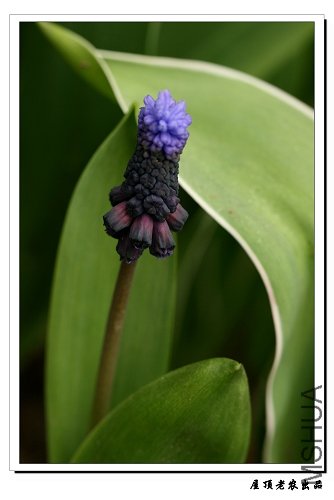 ���ѷ�����