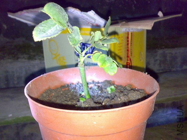 20110226633.jpg