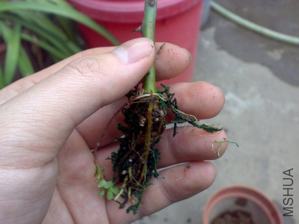 20110226632.jpg