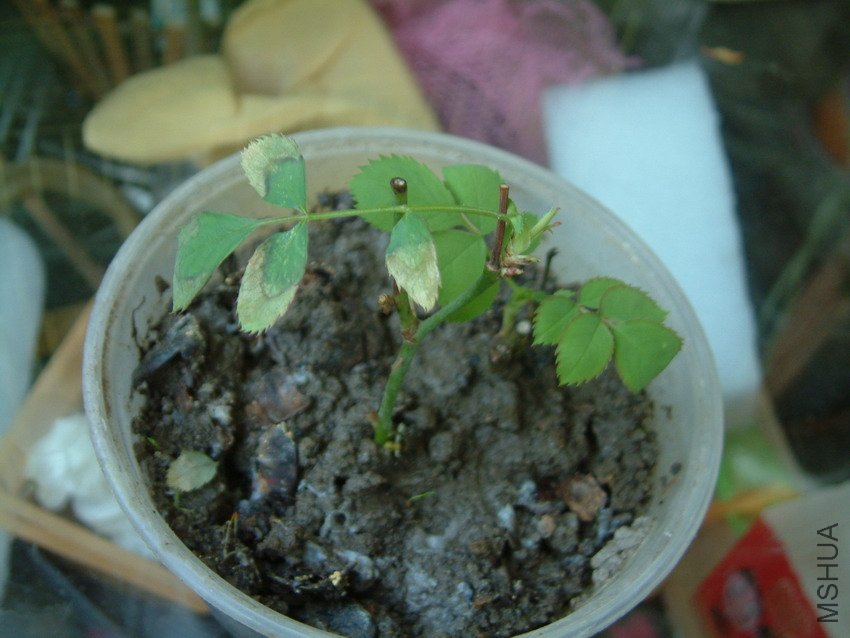 20110331004leaf.jpg