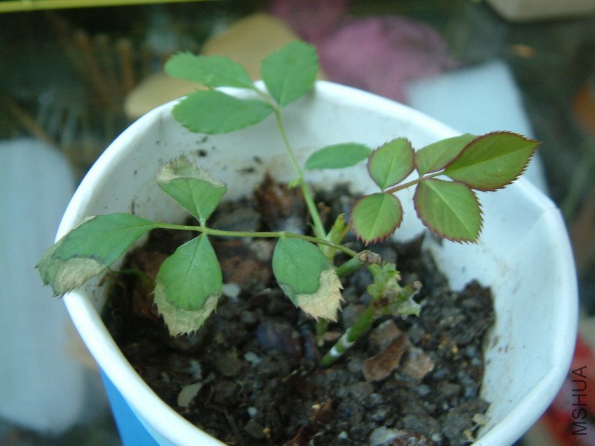 20110331001leaf.jpg