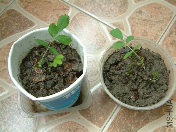 20110319038leafok.jpg