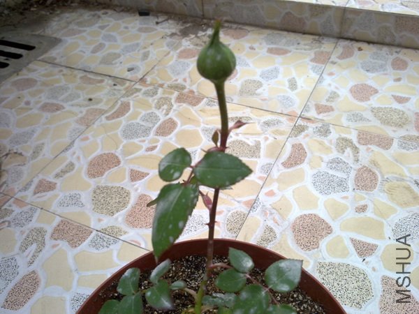 ��Ƭ 066.jpg