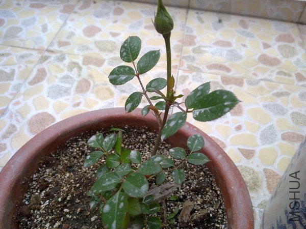��Ƭ 067.jpg