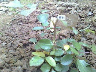 ��ת IMG0402103401.jpg