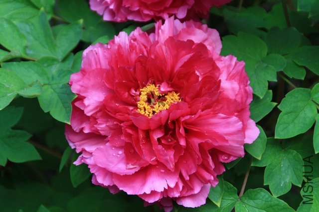 2011.04.02.ĵ���Ͳ軨 003.jpg