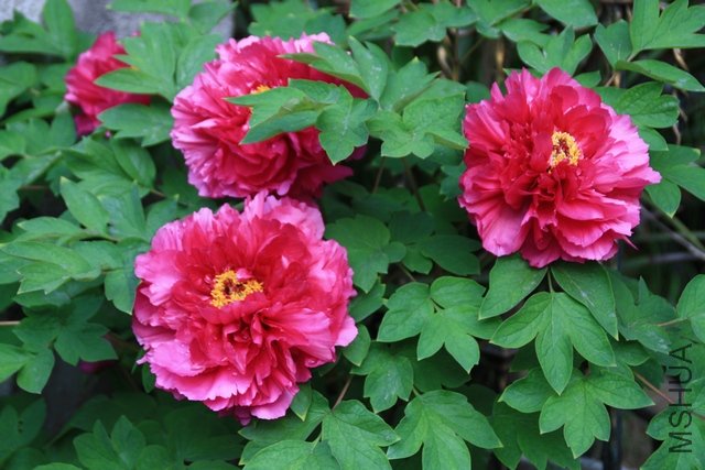 2011.04.02.ĵ���Ͳ軨 002.jpg