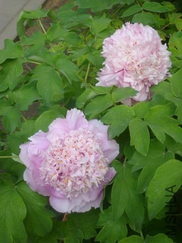 ������С DSC00224.jpg