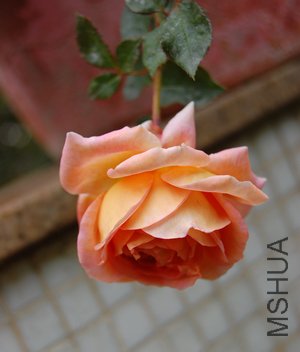 DSC_0856.jpg