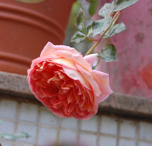 DSC_0858.jpg
