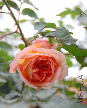 DSC_0845.jpg