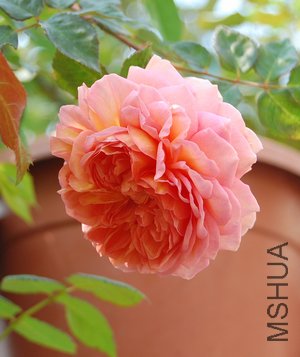 DSC_0872.jpg