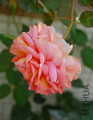 DSC_0873.jpg