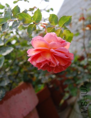 DSC_0895.jpg