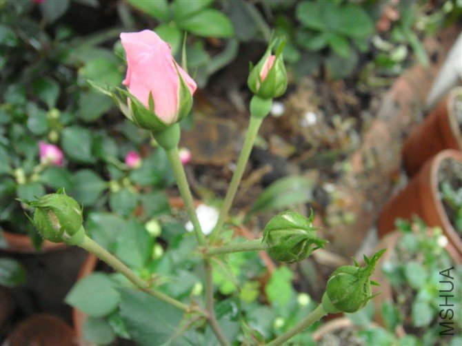 ��ɫ�ˡ����ڴ���