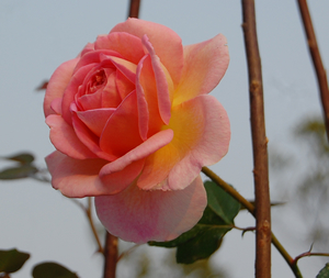 DSC_0910.jpg