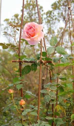 DSC_0912.jpg
