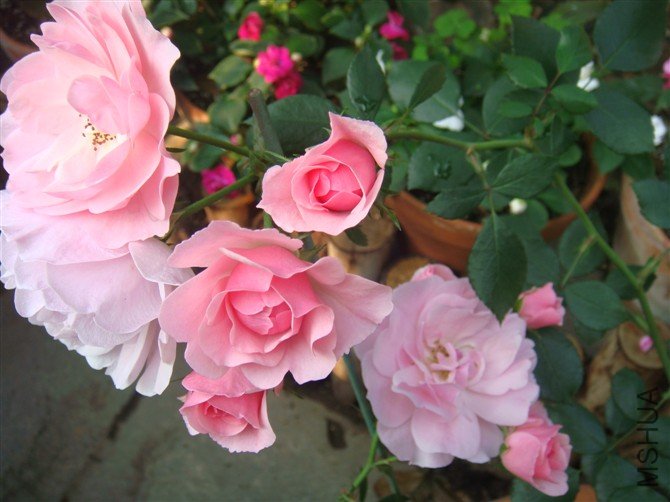 ���˾�ϲ����Щ���ȡ���