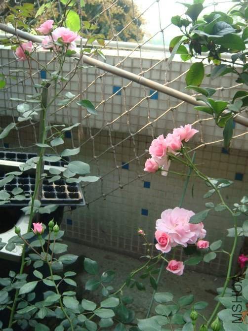 �����ϰ����ա�kaka..