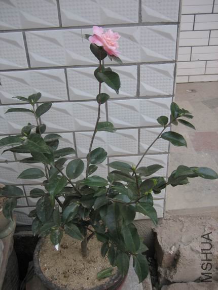 IMG_1736.JPG