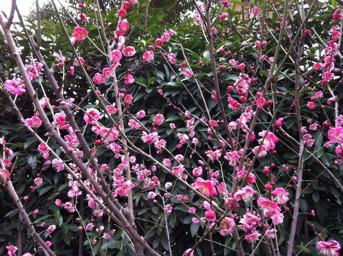 ������С ��÷.jpg