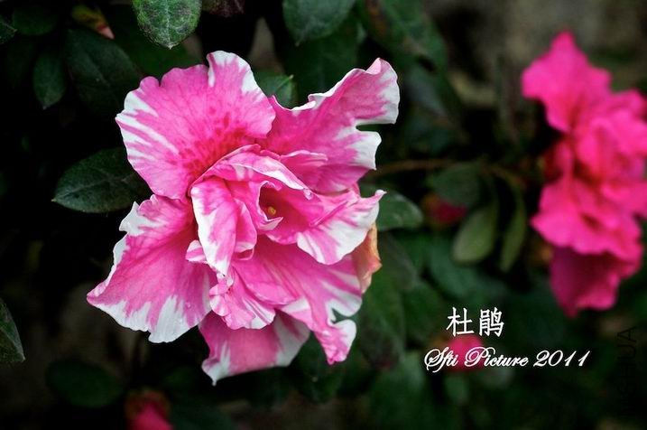 ������С tu7.jpg