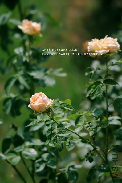 ������С yj11.jpg