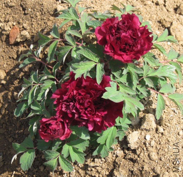 ����ī��