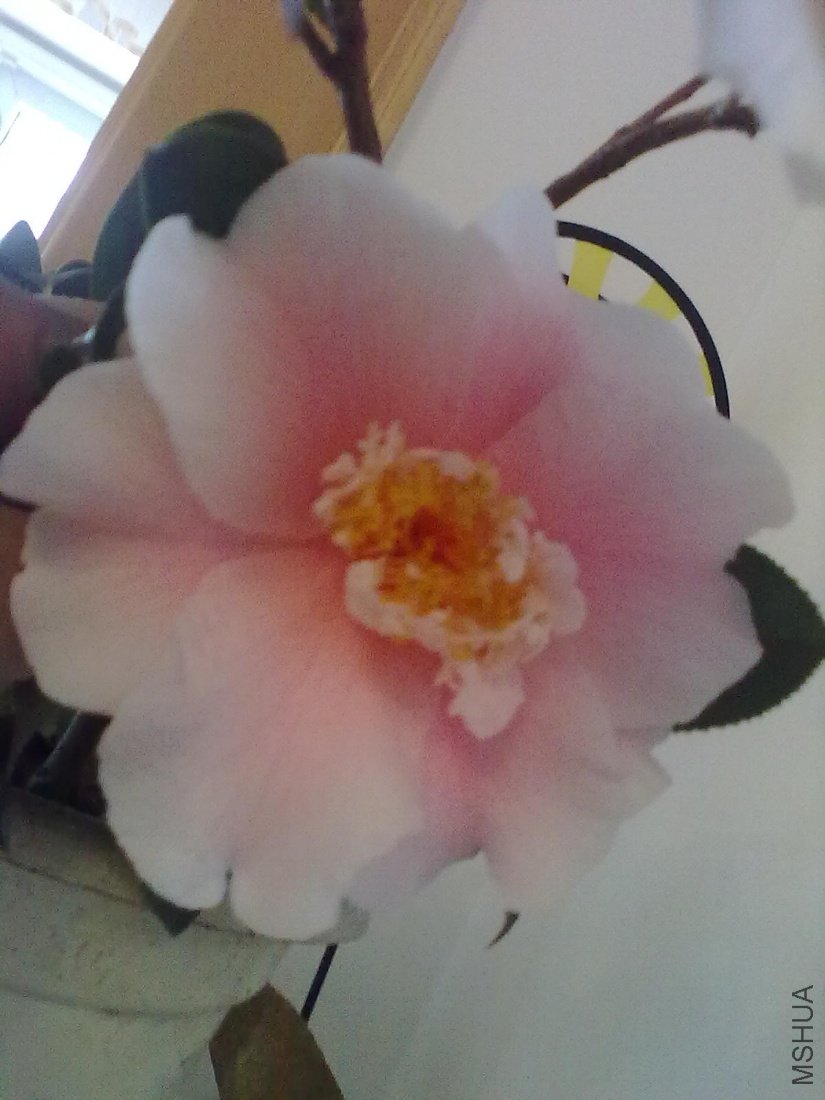 20110402298.jpg
