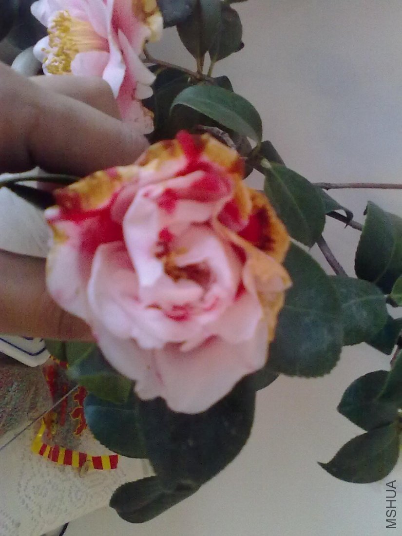 20110402299.jpg
