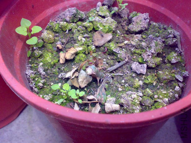 20110402717_1.jpg