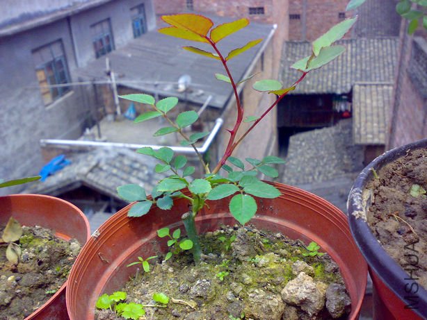 20110402718_1.jpg
