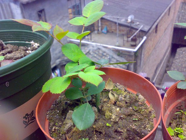 20110402719_1.jpg