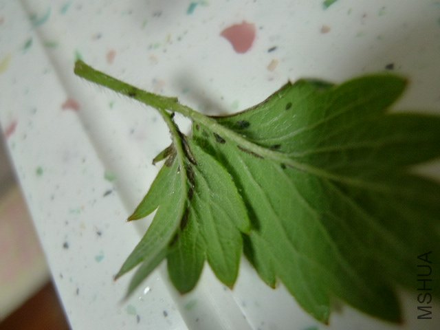 P1030274.JPG