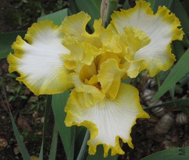 bearded Iris - yellow and white.jpg