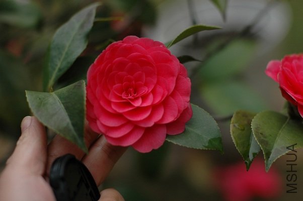 DSC_4886s.jpg